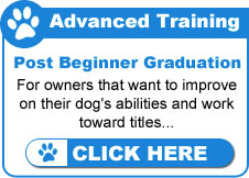 Advanced Dog Training Classes