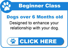 Beginner Dog Training Classes