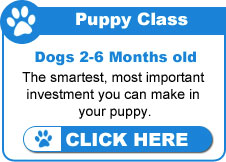 Puppy Training Classes