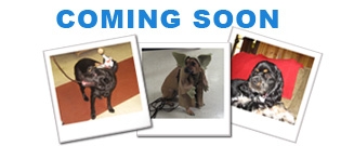 Dog Gallery